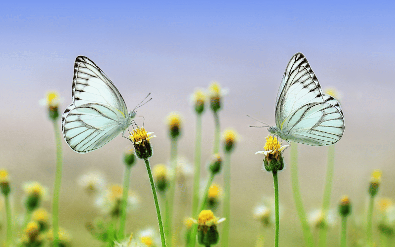 2 papillons qui butinent